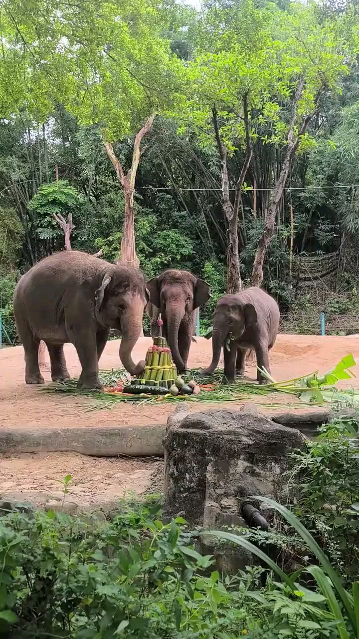 大象玛利亚十六岁生日快乐，小威风抢先出场吃蛋糕