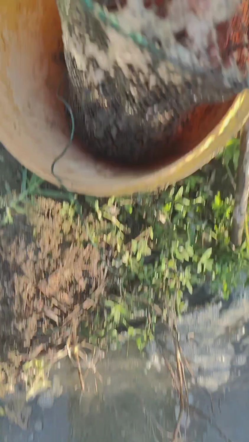 福寿螺喂鸭,鳖放生