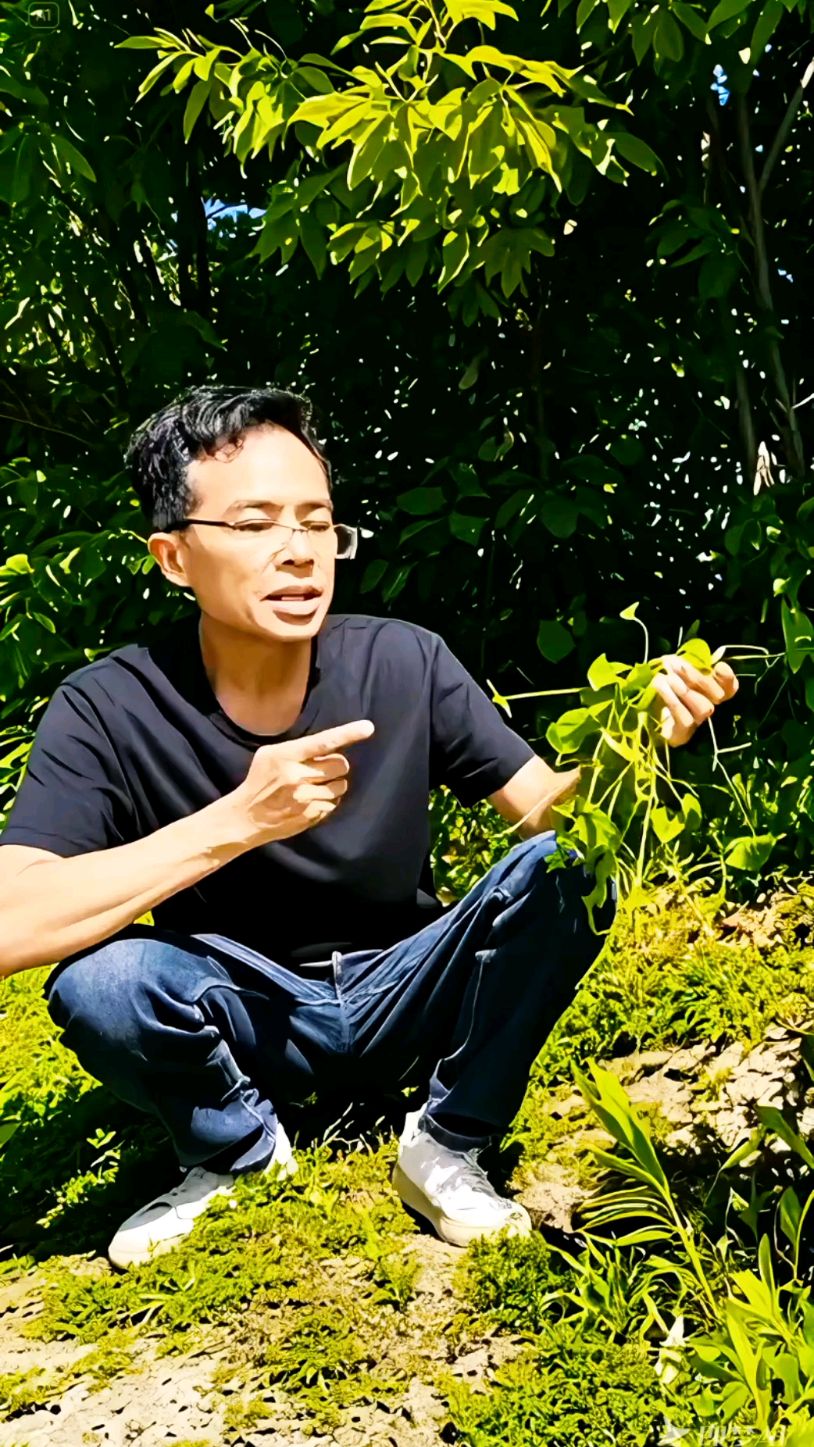 积雪草！别名马蹄草、马蹄菜和雷公根！既是野菜也是药材