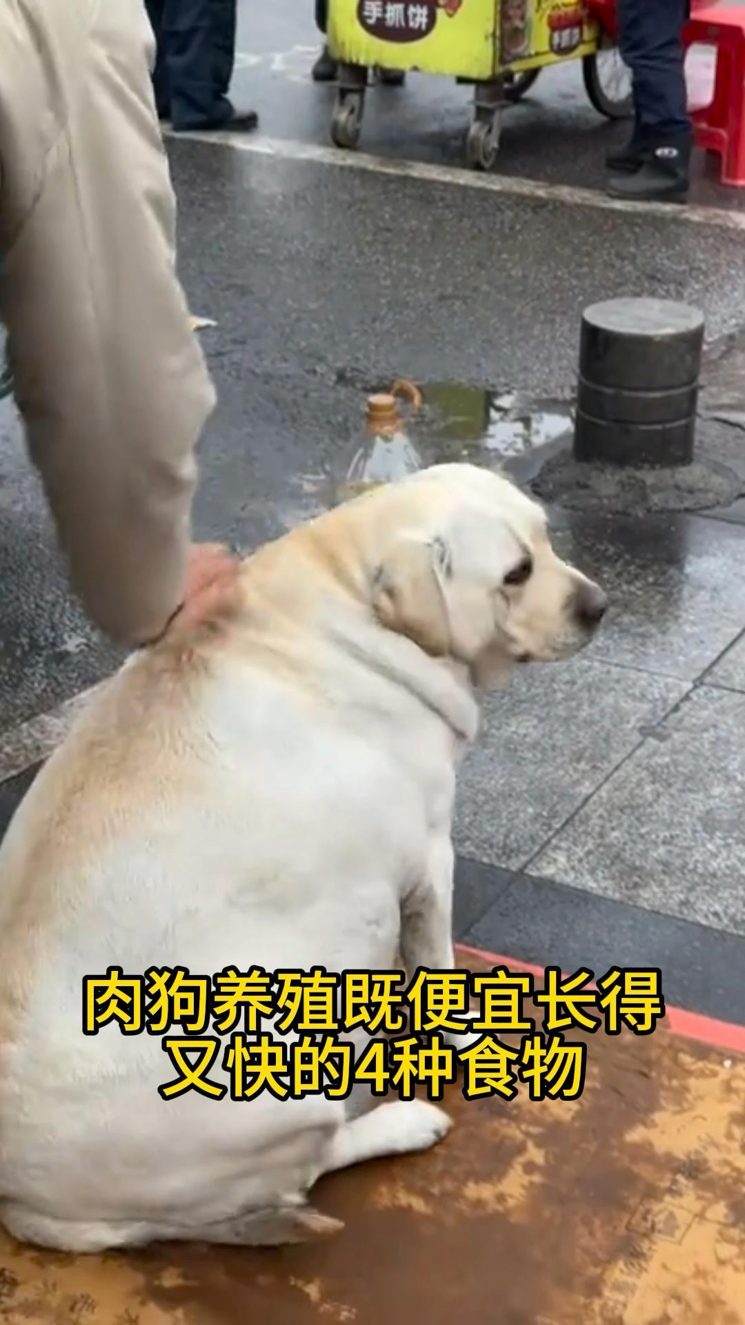 肉狗养殖小技巧,4物吃后长得快