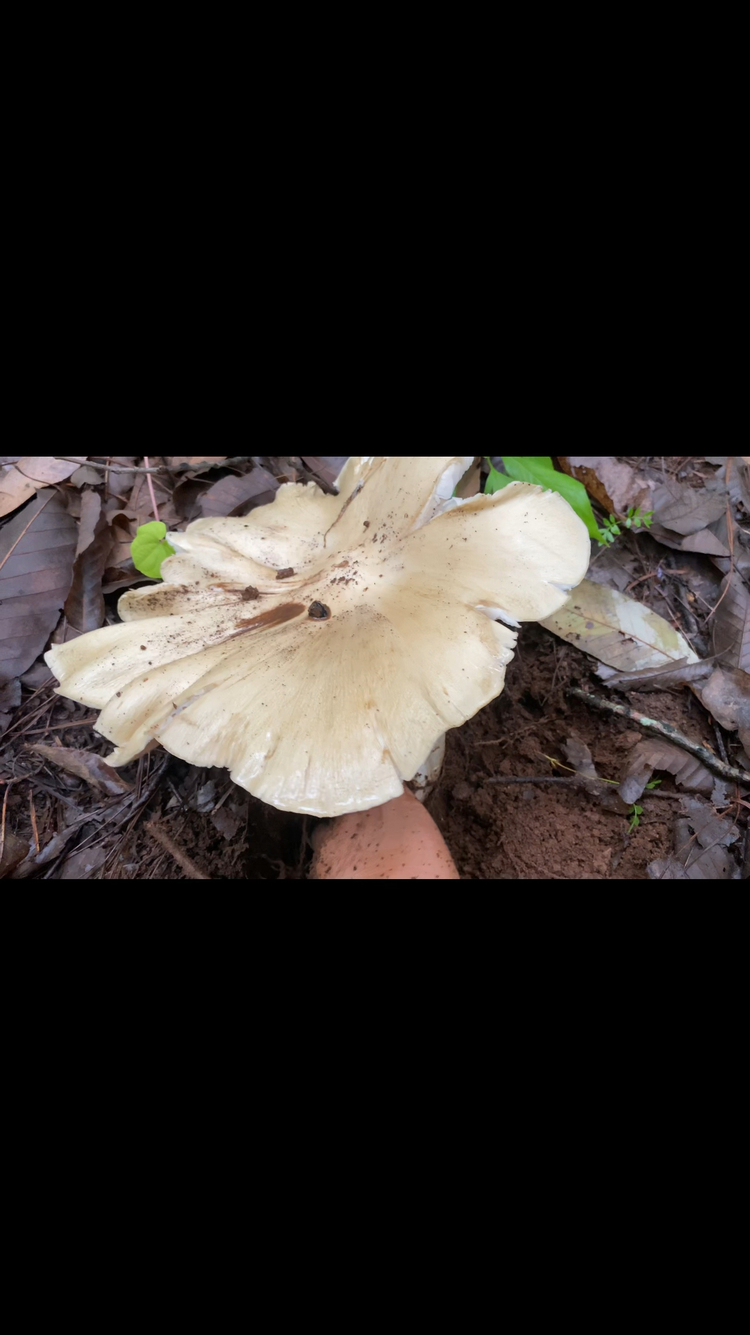 1斤的野生鸡枞菌