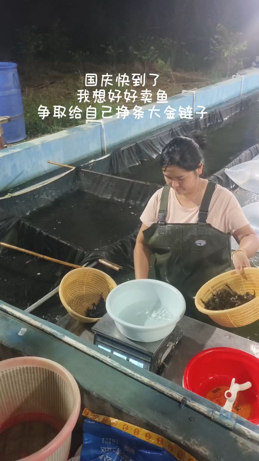 黄辣丁鱼苗黄骨鱼