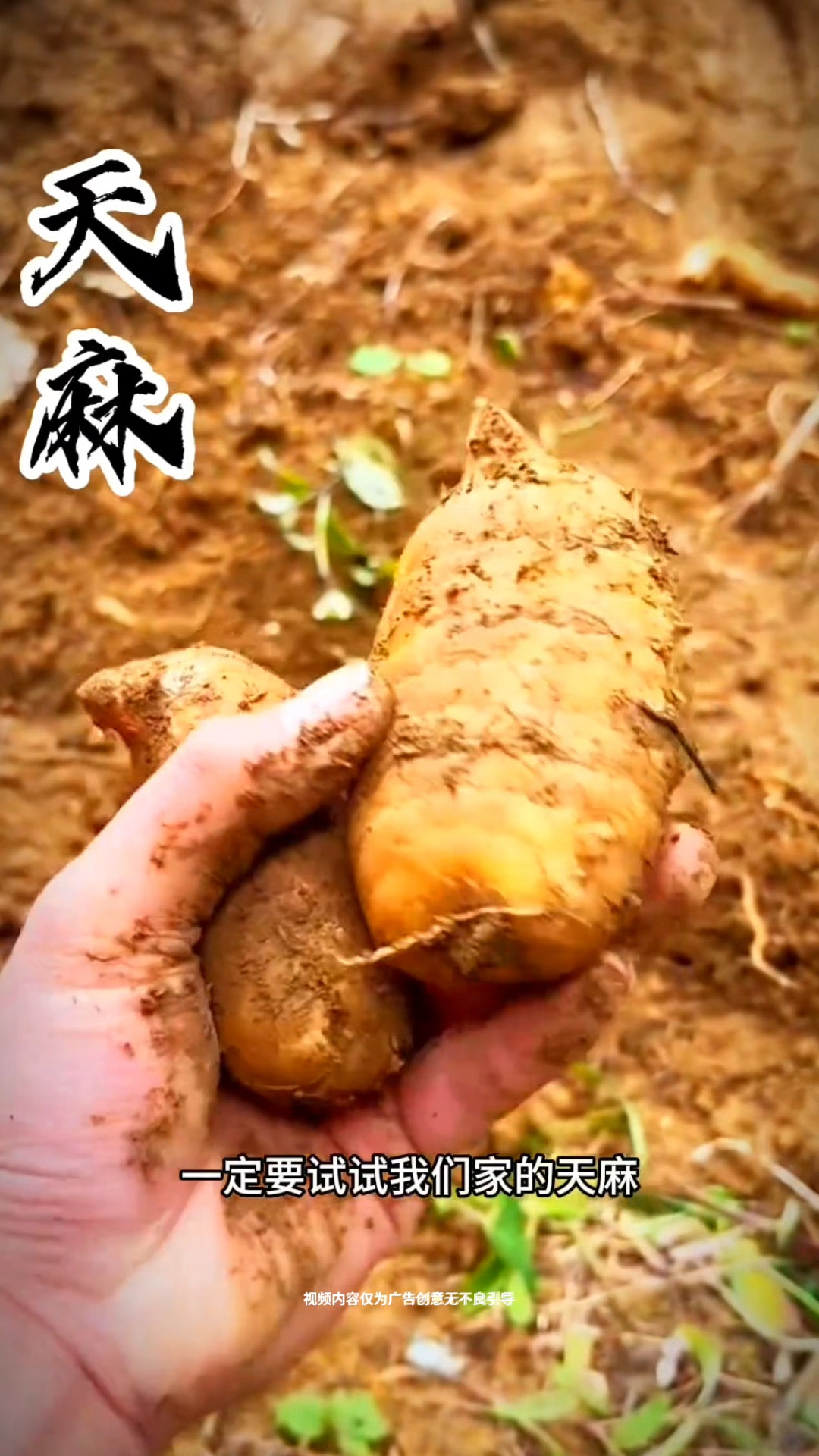 云南昭通小草坝新鲜天麻,炖汤煲汤营养又暖心#新鲜天麻