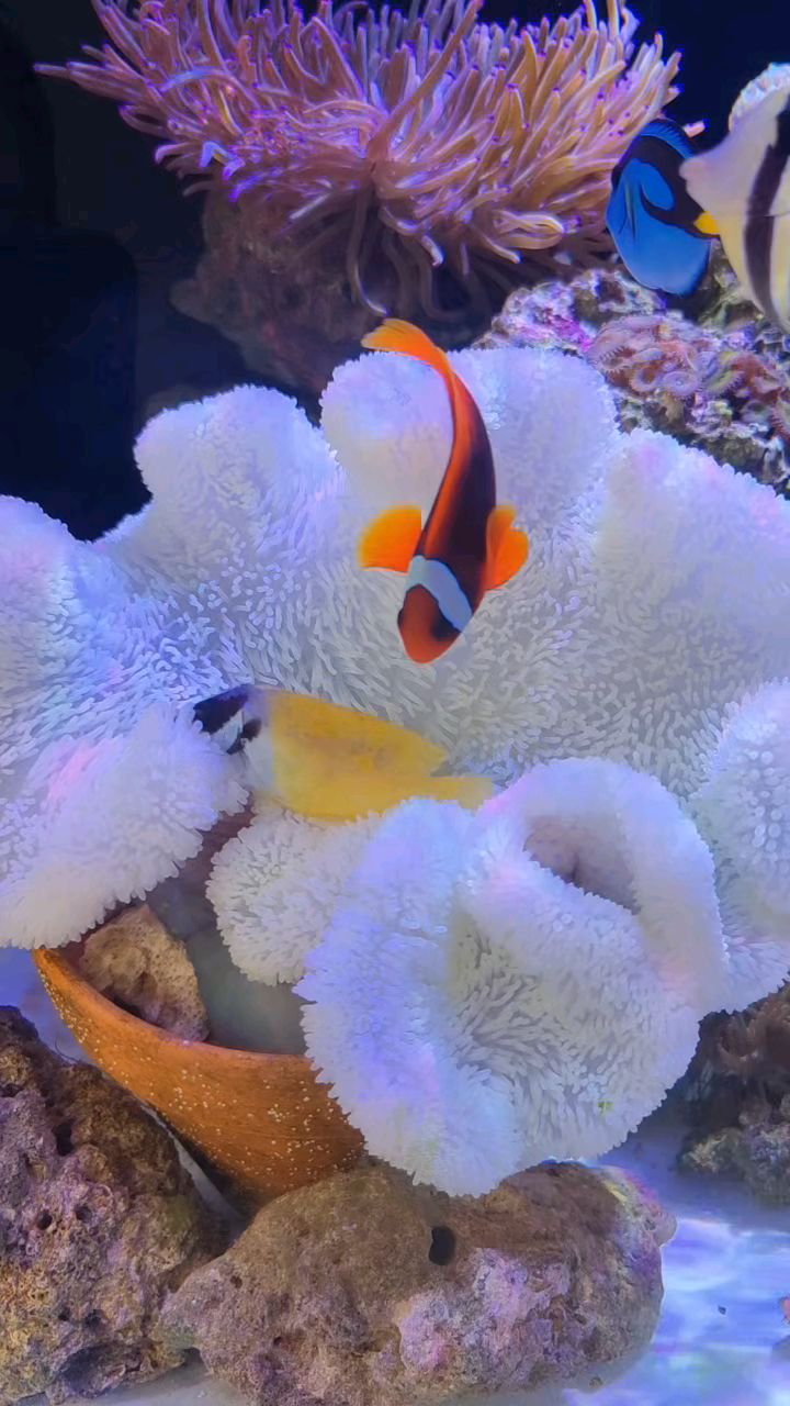 海水鱼黄狐狸就这样被地毯海葵吃了?