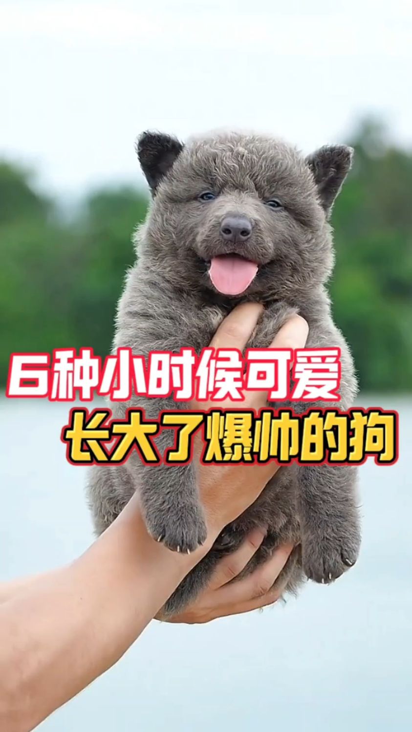 小时候可爱,长大了爆帅的6种狗狗!