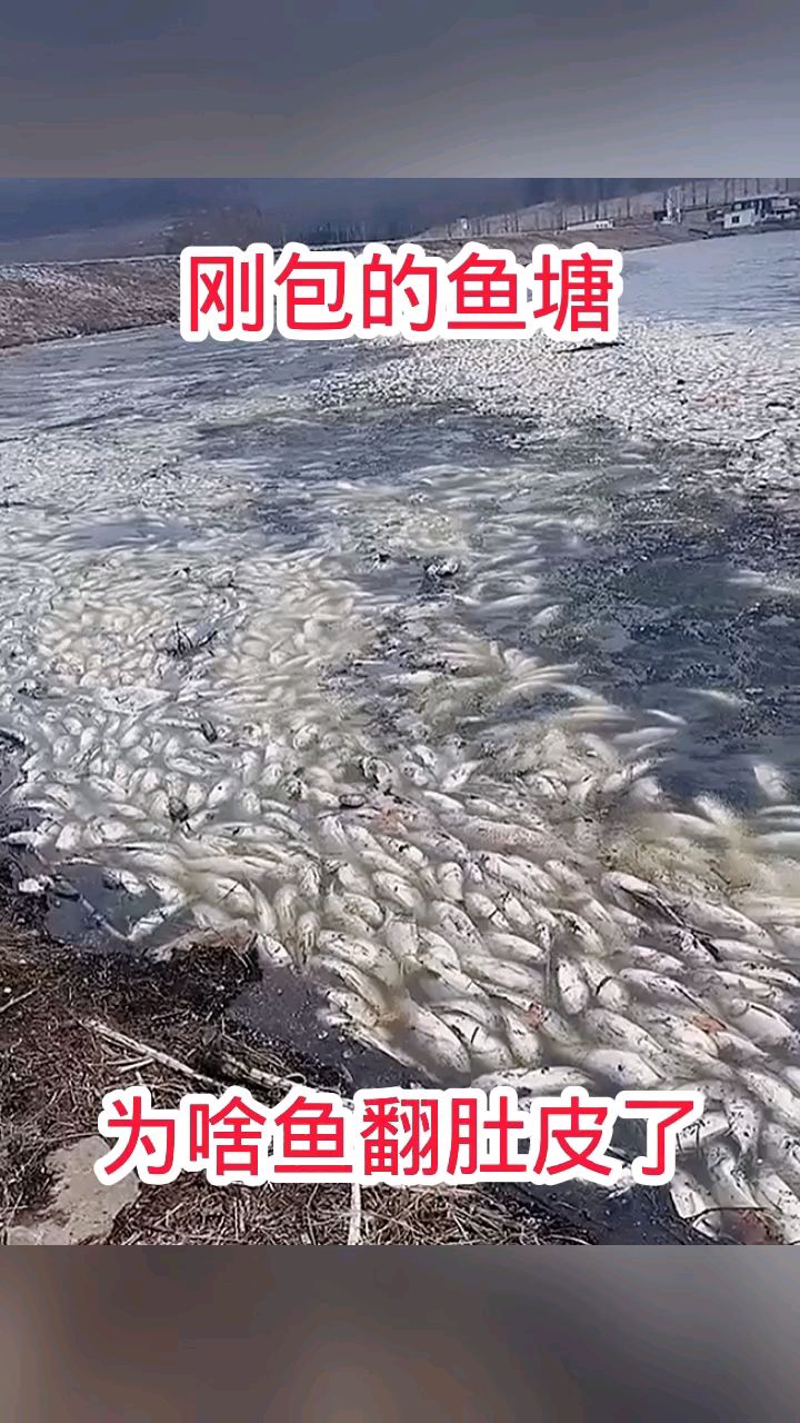 刚包的鱼塘,鱼却翻肚皮了!