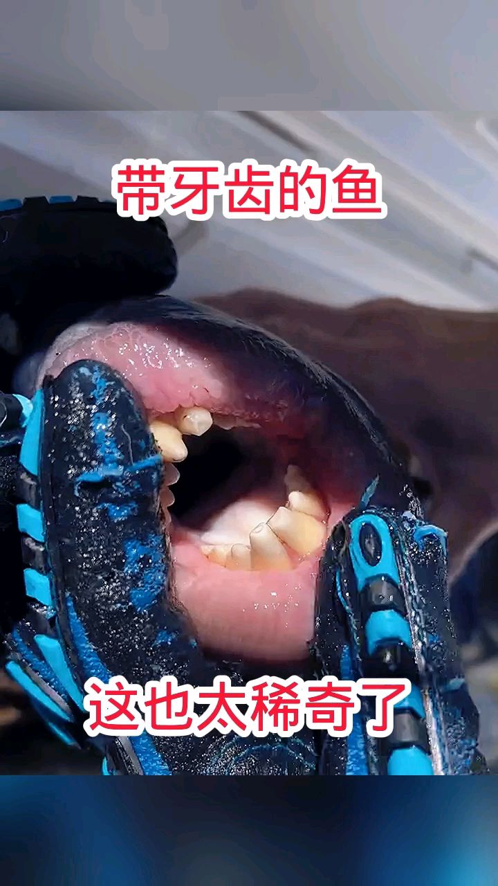 带牙齿的鱼,这也太稀奇了!