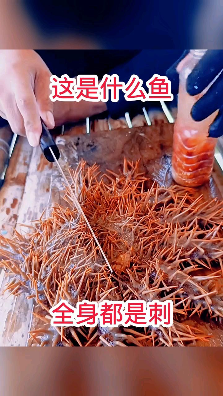 这是什么鱼,全身都是刺!