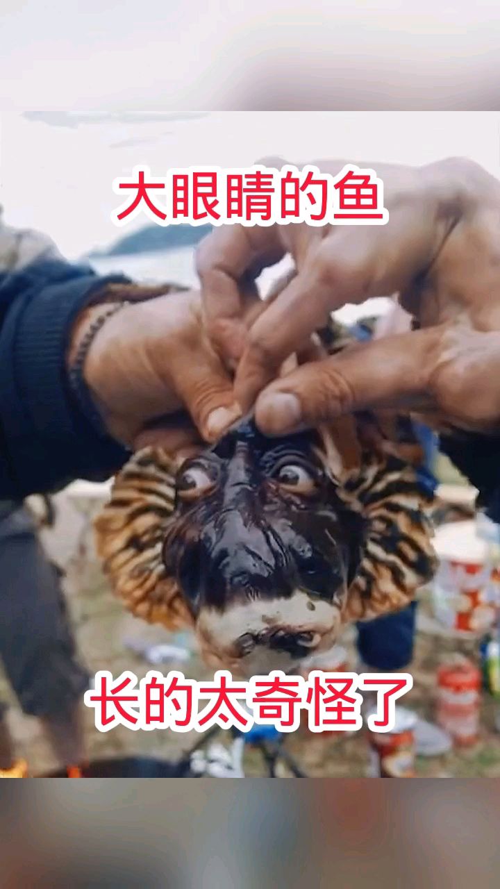 大眼睛的鱼,长的太奇怪了!
