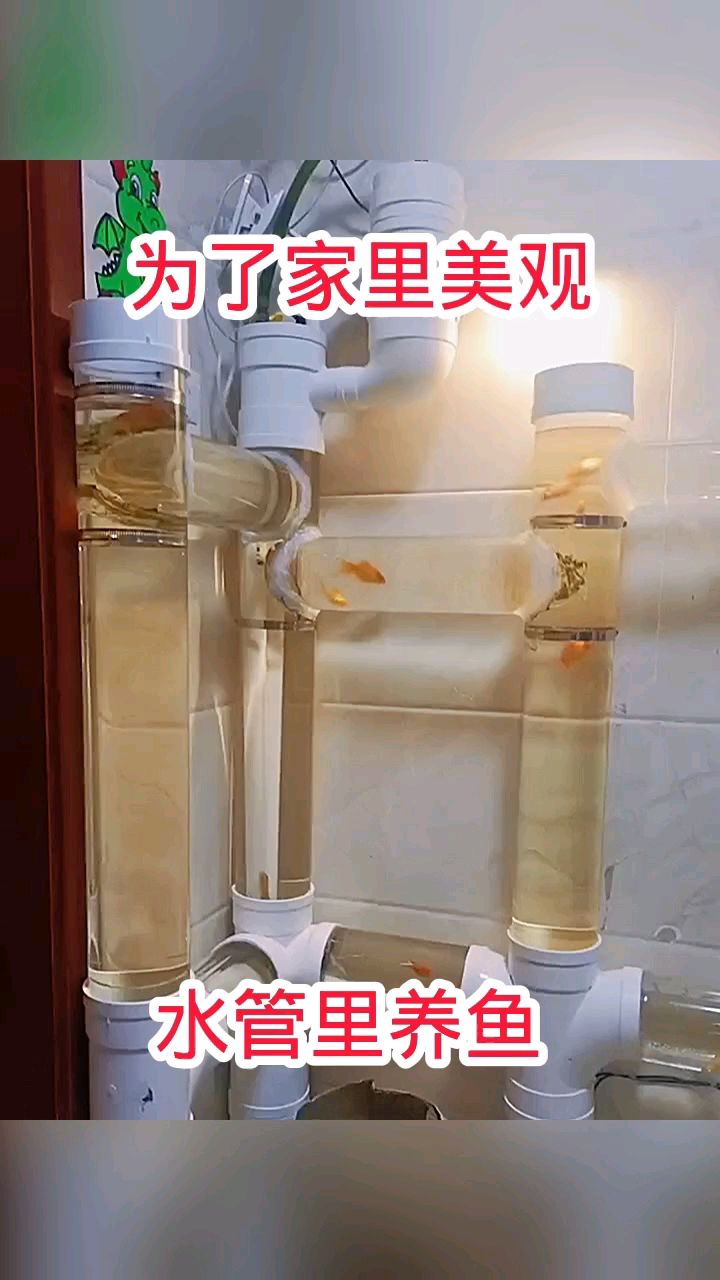 为了家里美观，水管里养鱼！