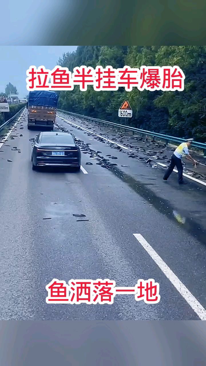 拉鱼半挂车爆胎，鱼洒落一地！