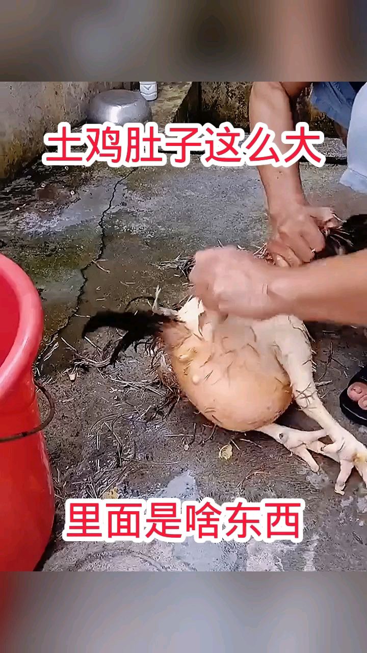土鸡肚子这么大,里面是啥东西!