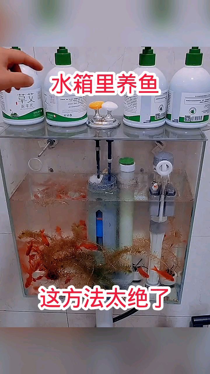 水箱里养鱼，这方法太绝了！