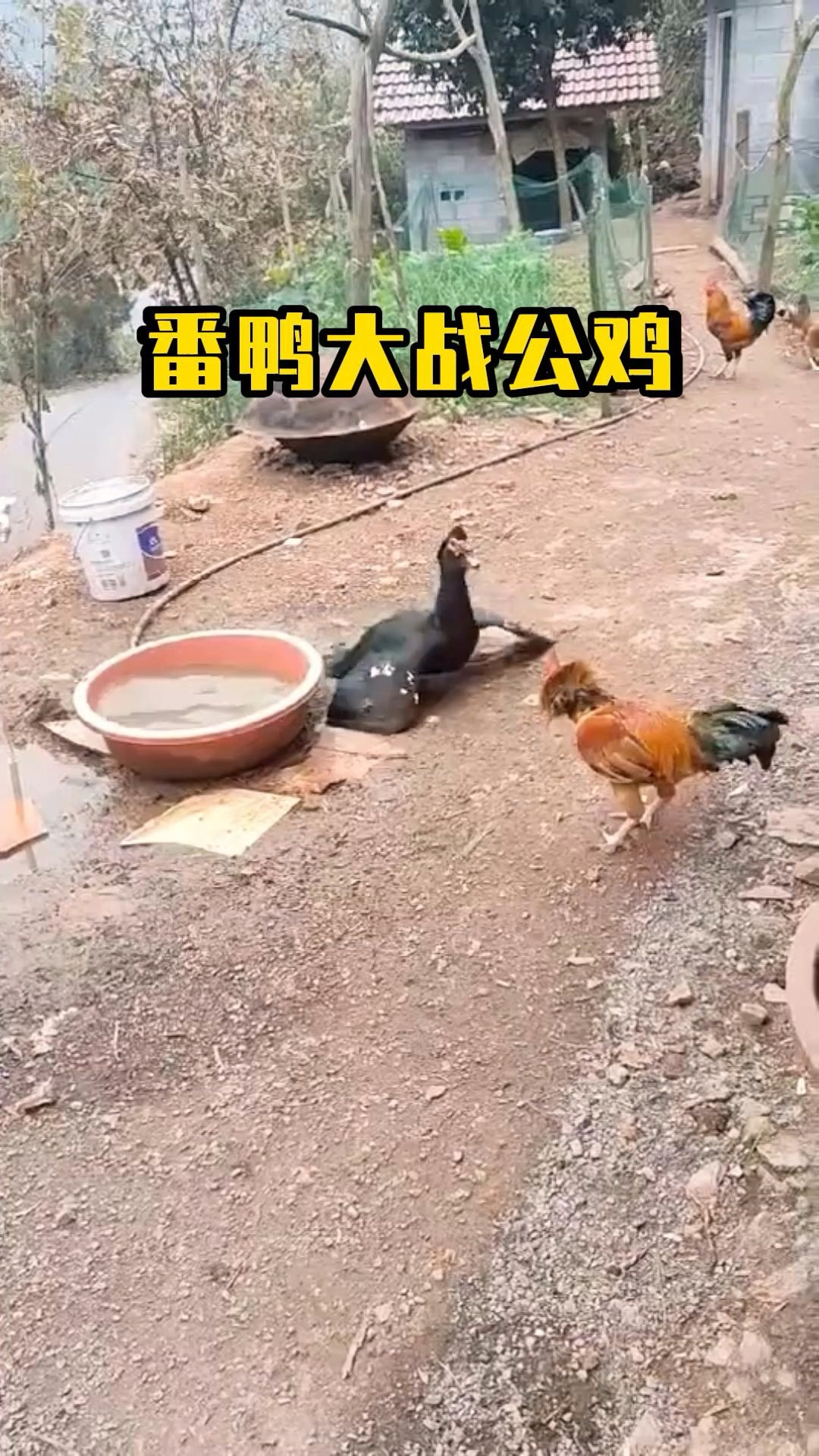 番鸭与公鸡起冲突,双方打的你来我往