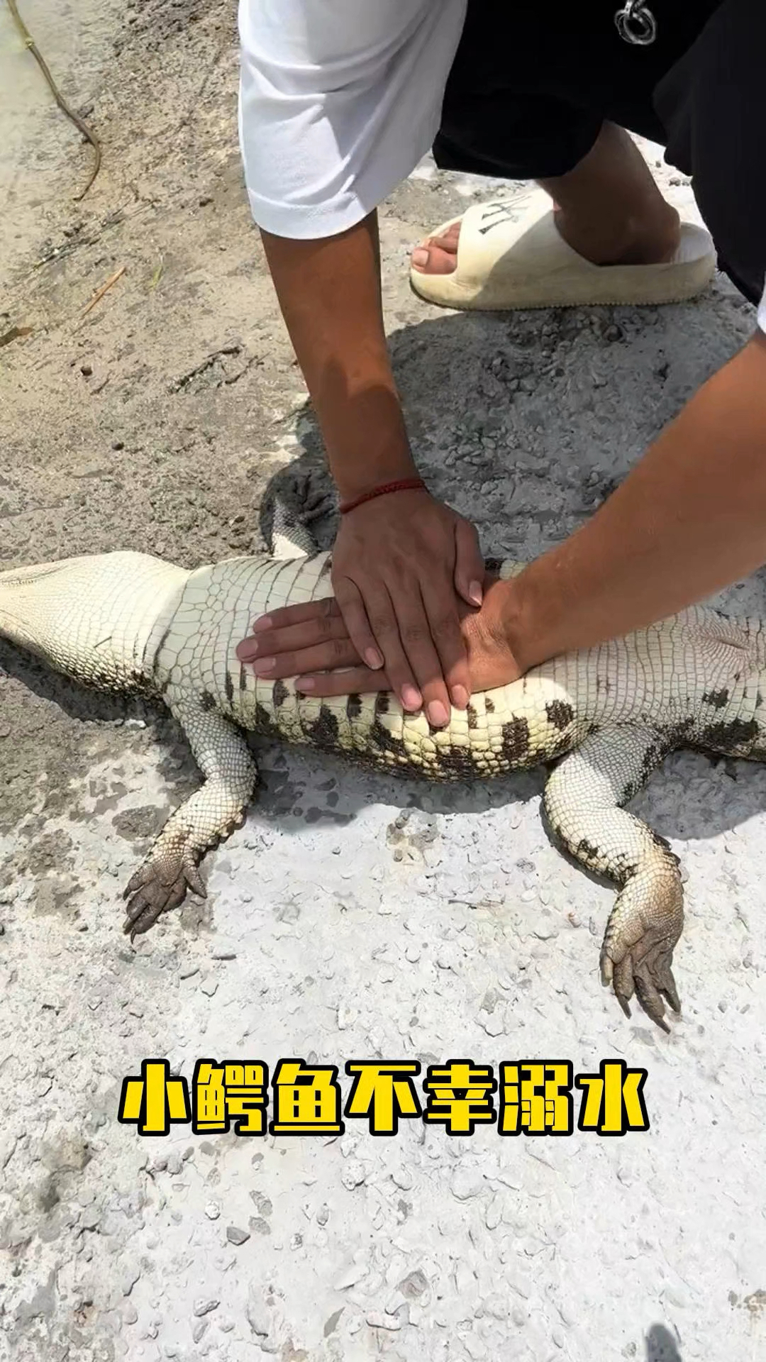 小鳄鱼不幸溺水,主人心肺复苏全力抢救