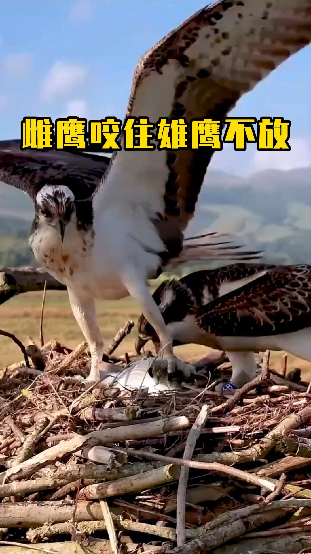 雄鹰捕捉鱼儿归来,雌鹰却咬住雄鹰爪子不放