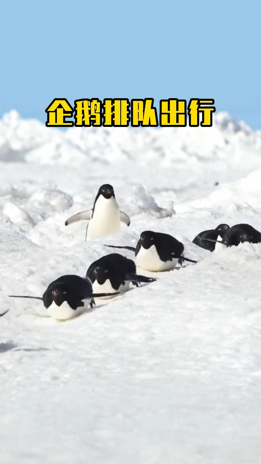企鹅迈着小短腿出去溜达,下坡直接躺平滑行加速
