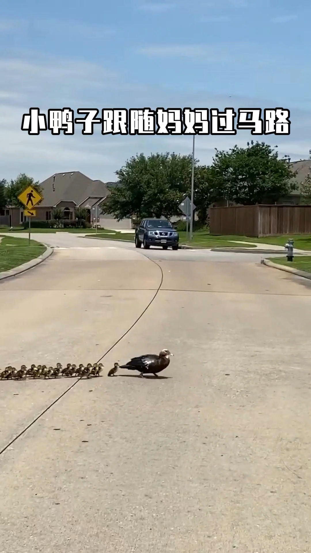 鸭妈妈带娃过马路,司机的举动很暖心