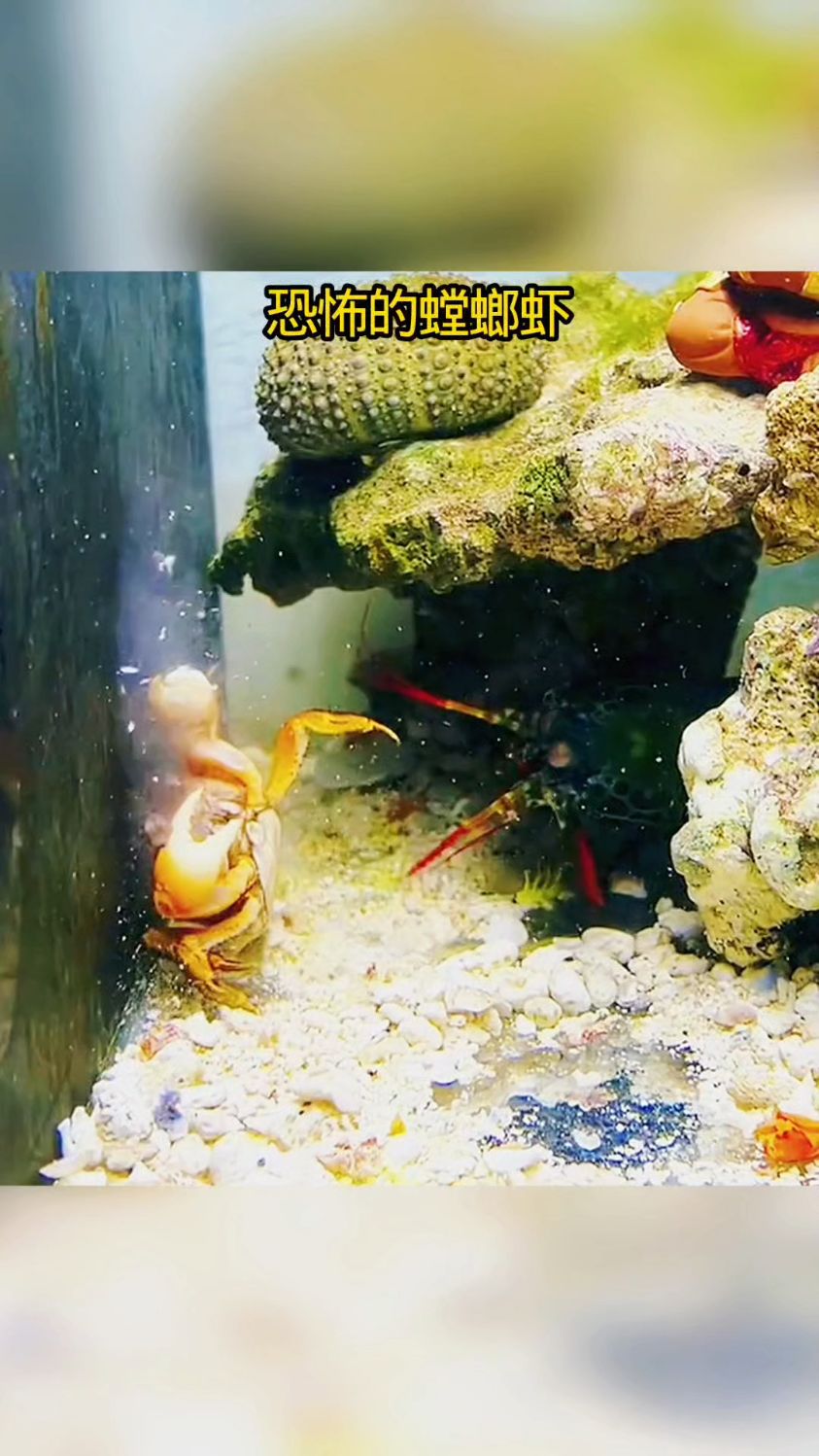 如此可怕的对手雀尾螳螂虾#看动物世界品百味人生