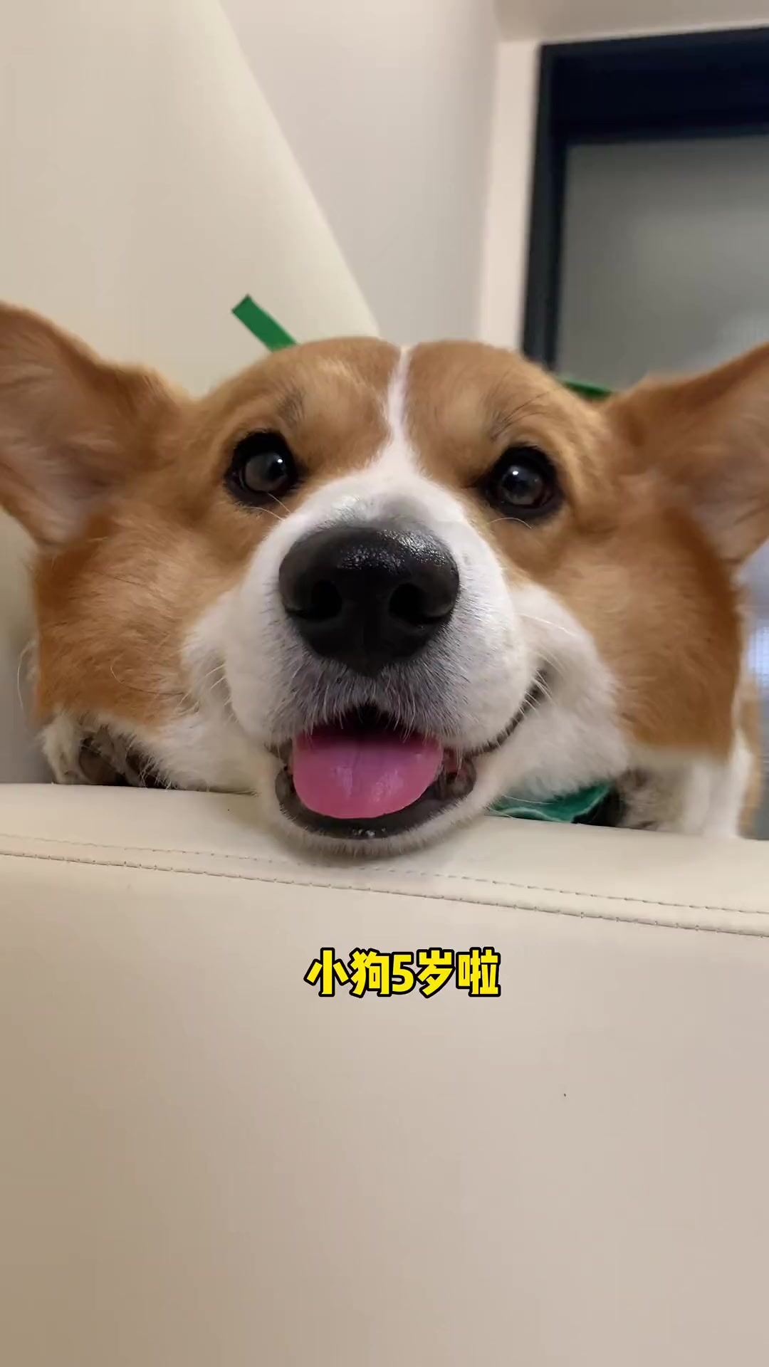 狗狗我呀，今天过岁生日啦！