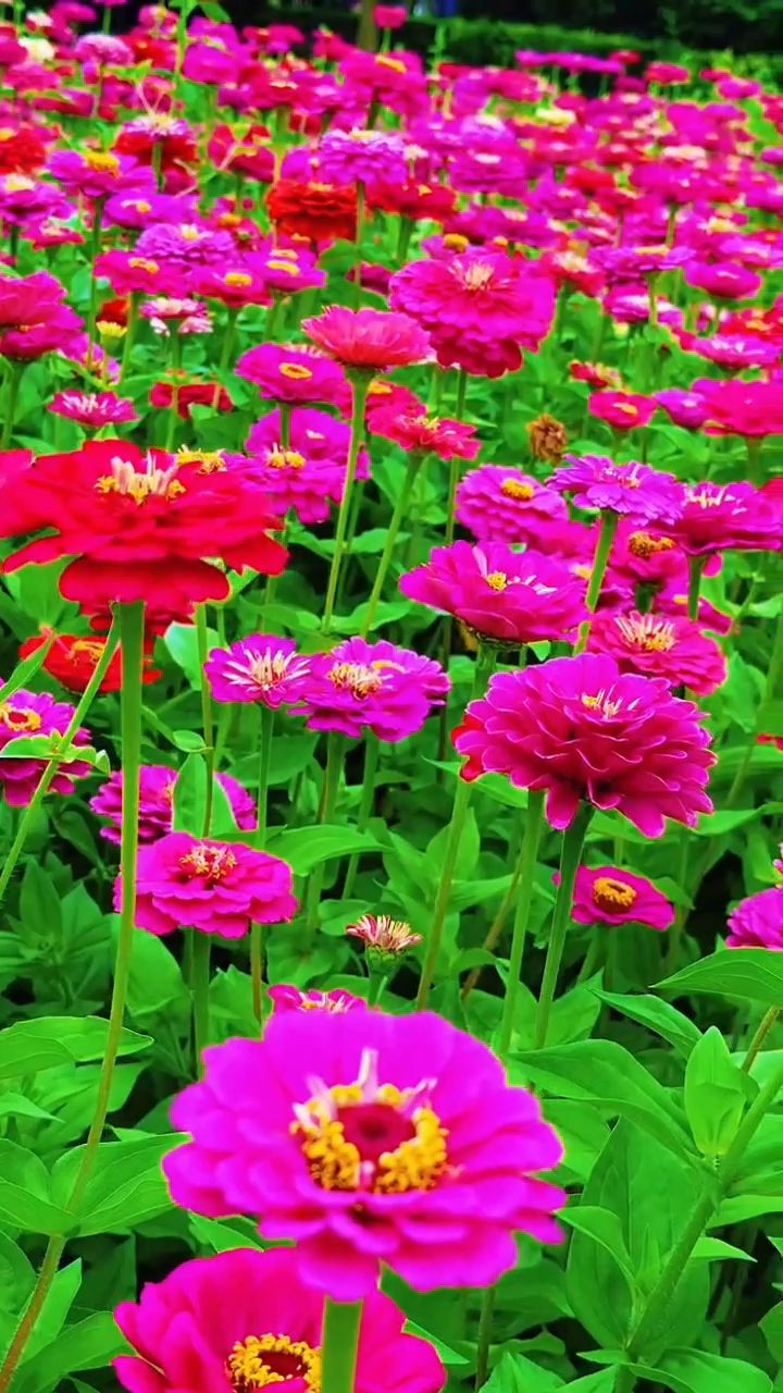 每天更新精美壁纸，点个关注不迷路#山水花草#古风#乡村田园