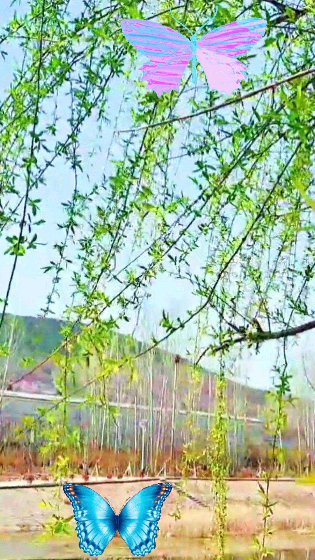 中国招待普京国宴六道菜简列