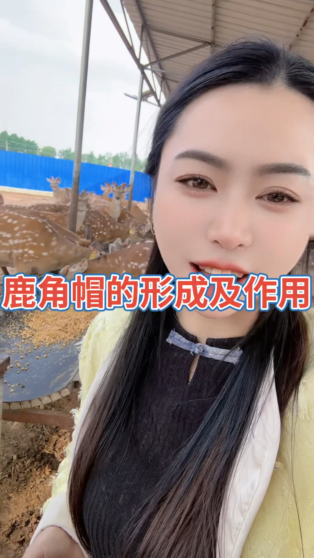 鹿角帽粉的作用与功效有哪些?