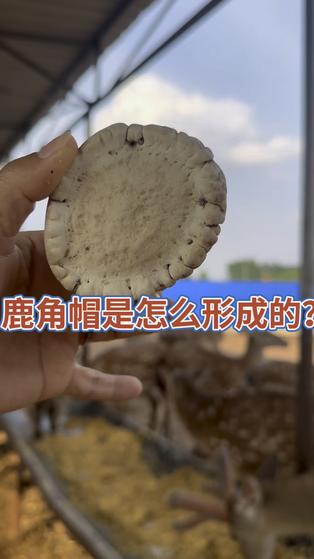 鹿角帽粉的作用与功效有哪些?