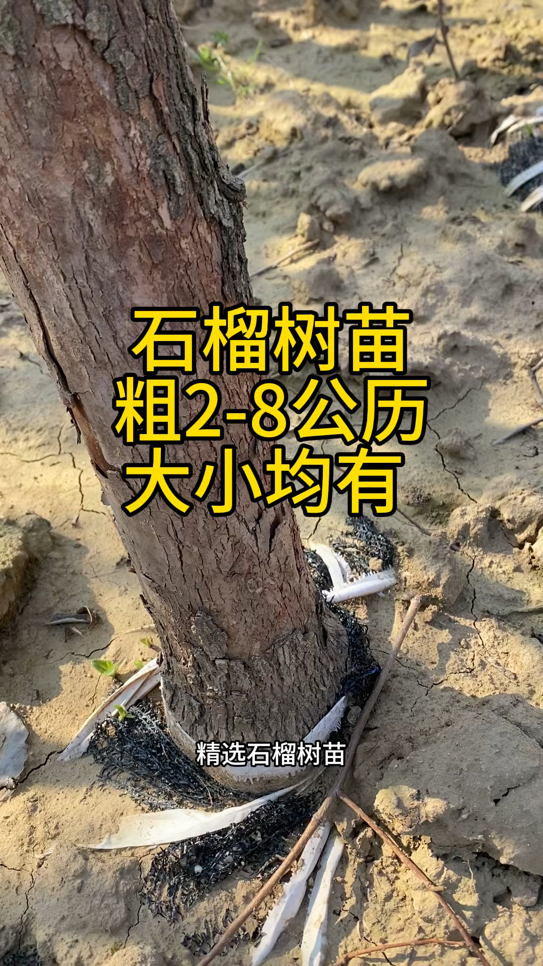 #石榴#石榴树#石榴树苗#石榴苗#石榴苗木