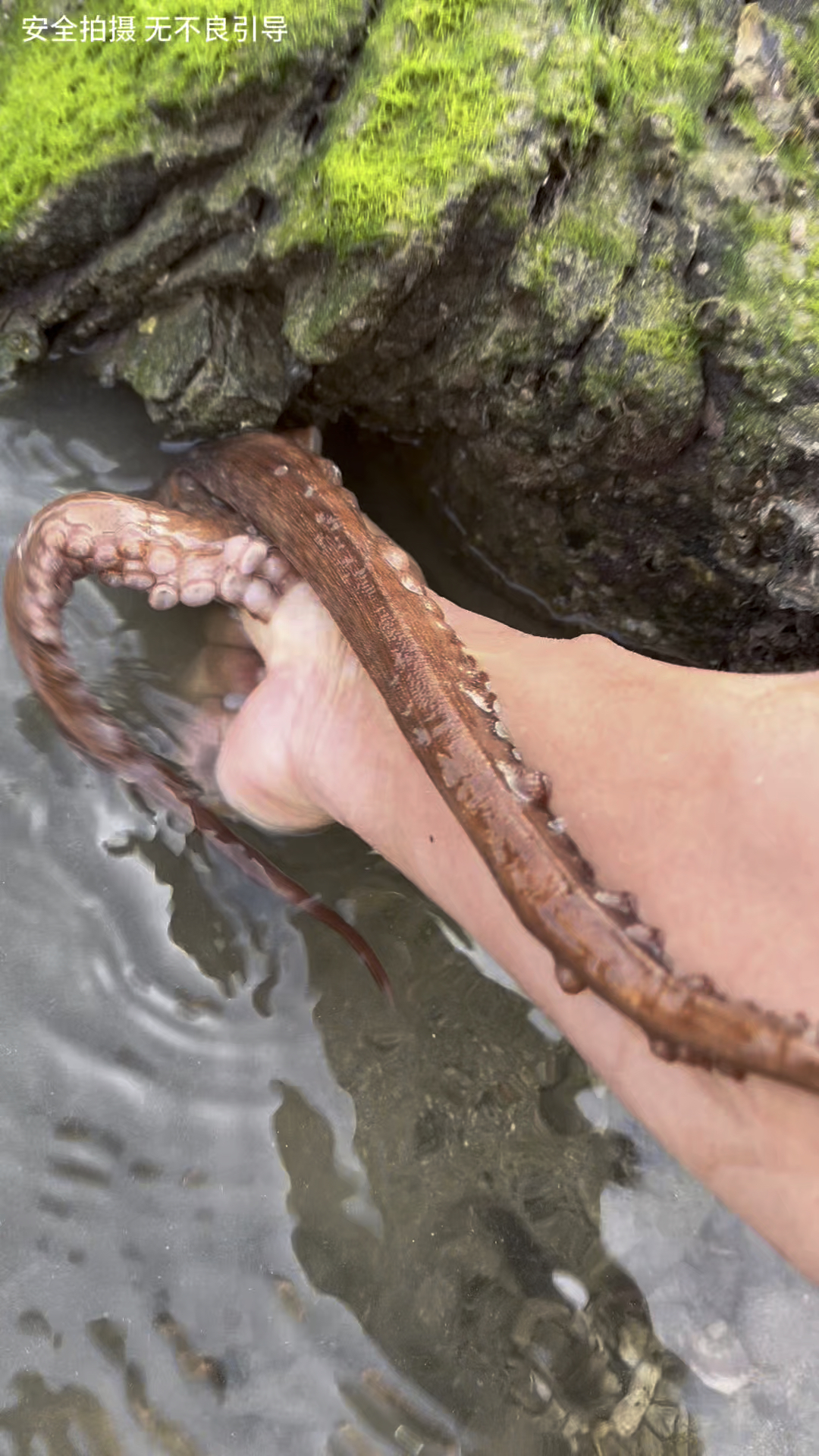 小宇与疯狂的大章鱼