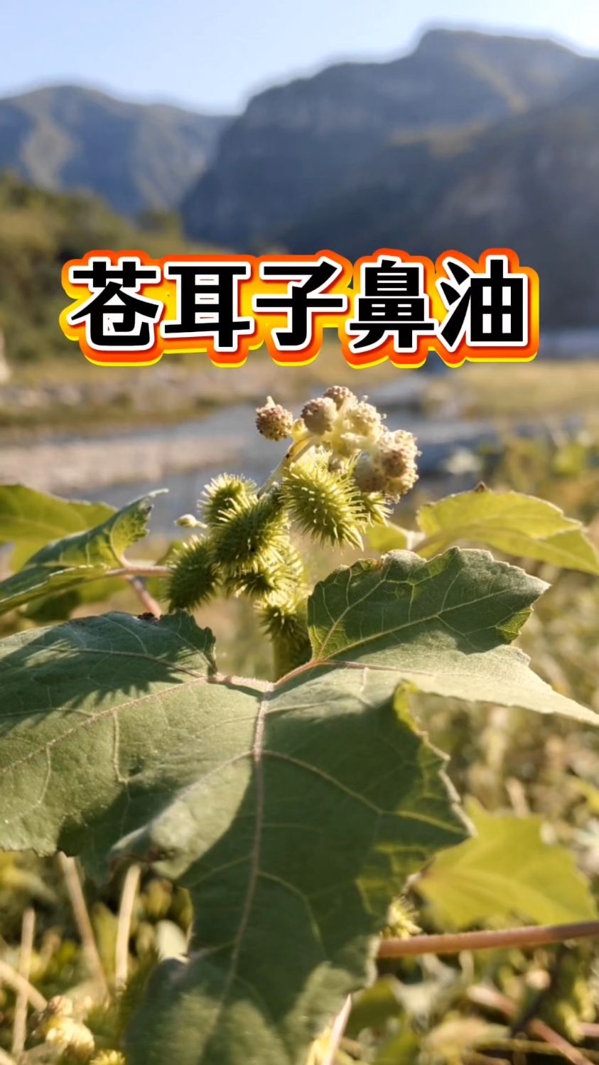 苍耳子鼻油非常火!