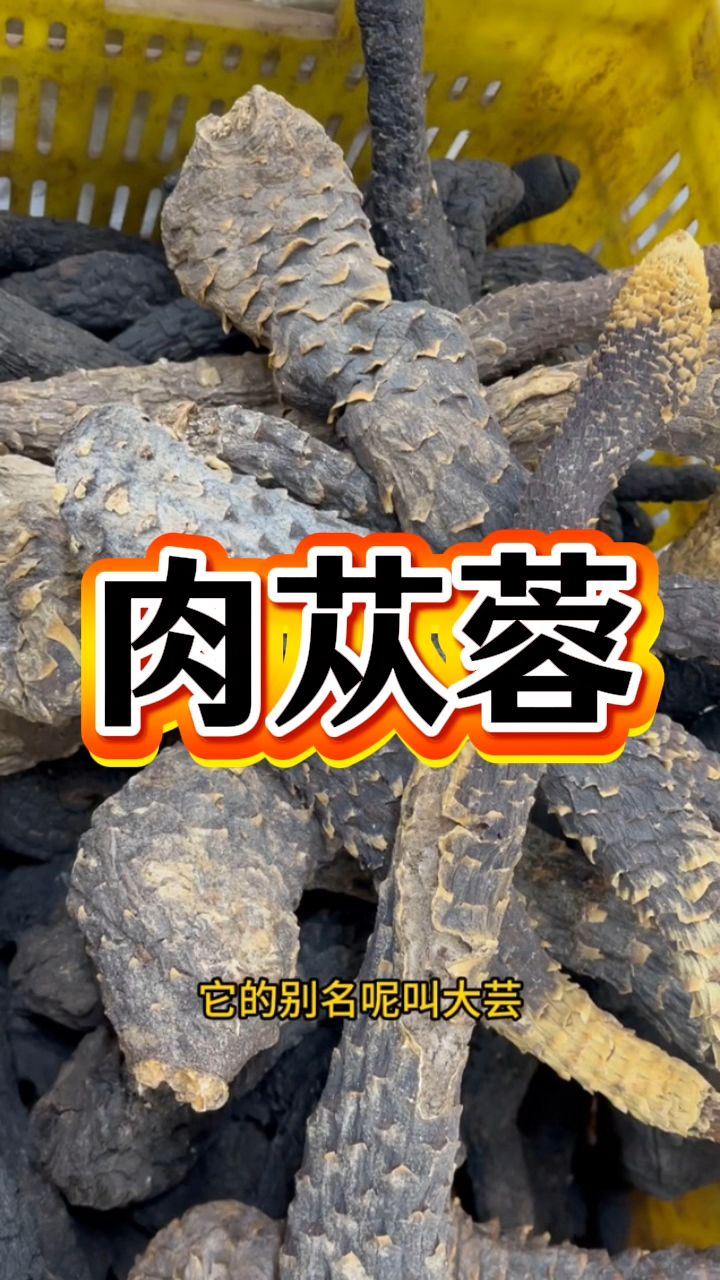 阿拉善的肉苁蓉泡水喝