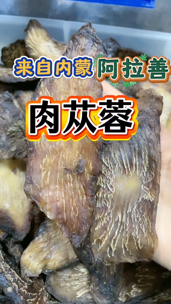内蒙古阿拉善肉苁蓉,泡水喝非常好