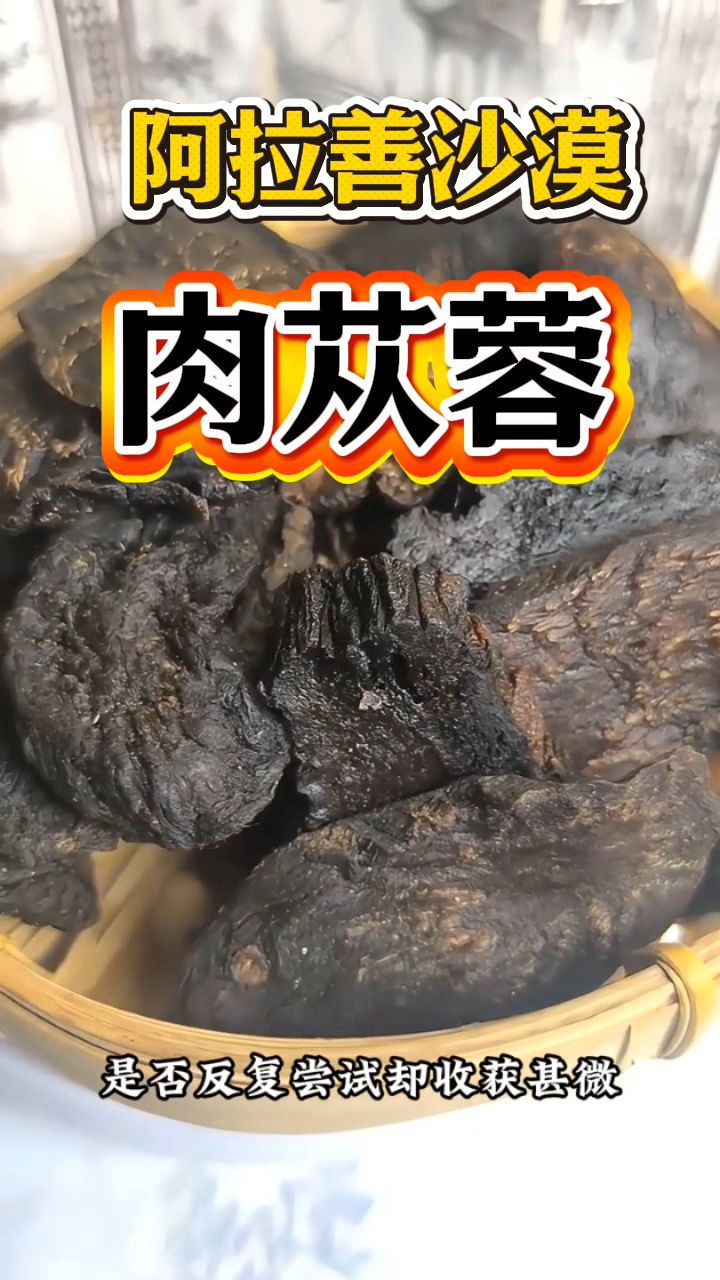 阿拉善沙漠里的肉苁蓉,常常泡水喝非常好!
