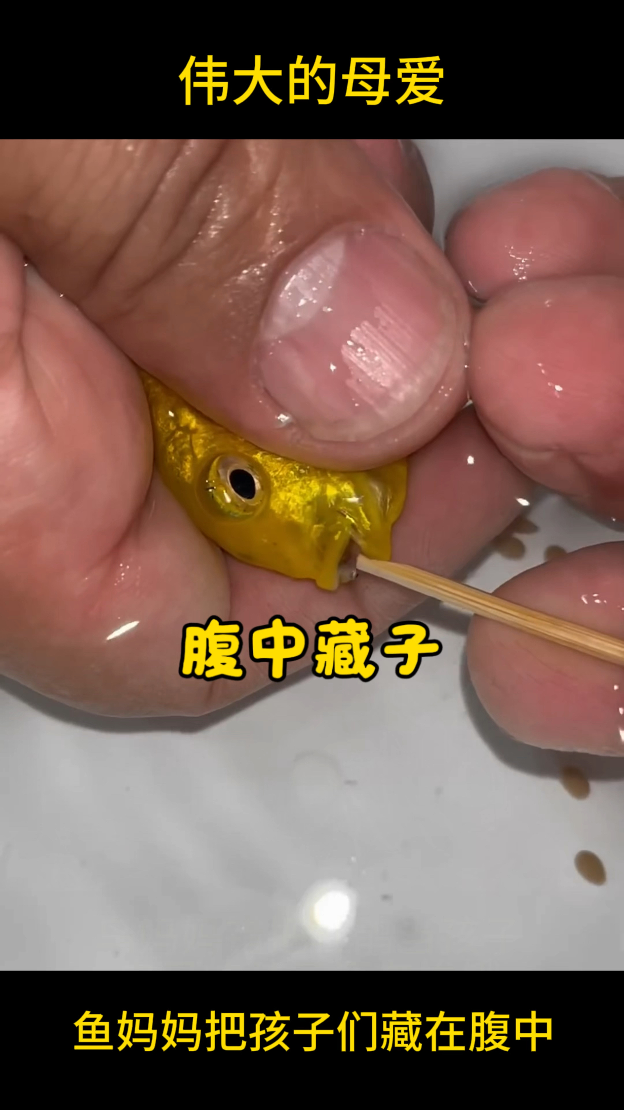 母爱太伟大了,鱼妈妈把孩子藏在腹中