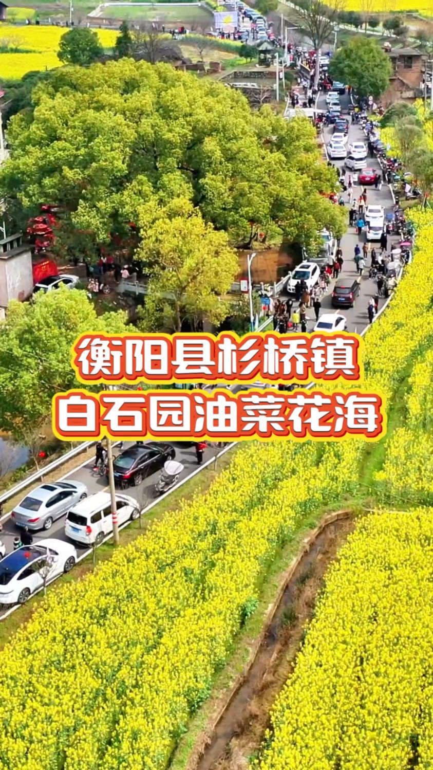 衡阳县又一处畅游花海分会场开幕,白石园油菜花海迎来人流高峰