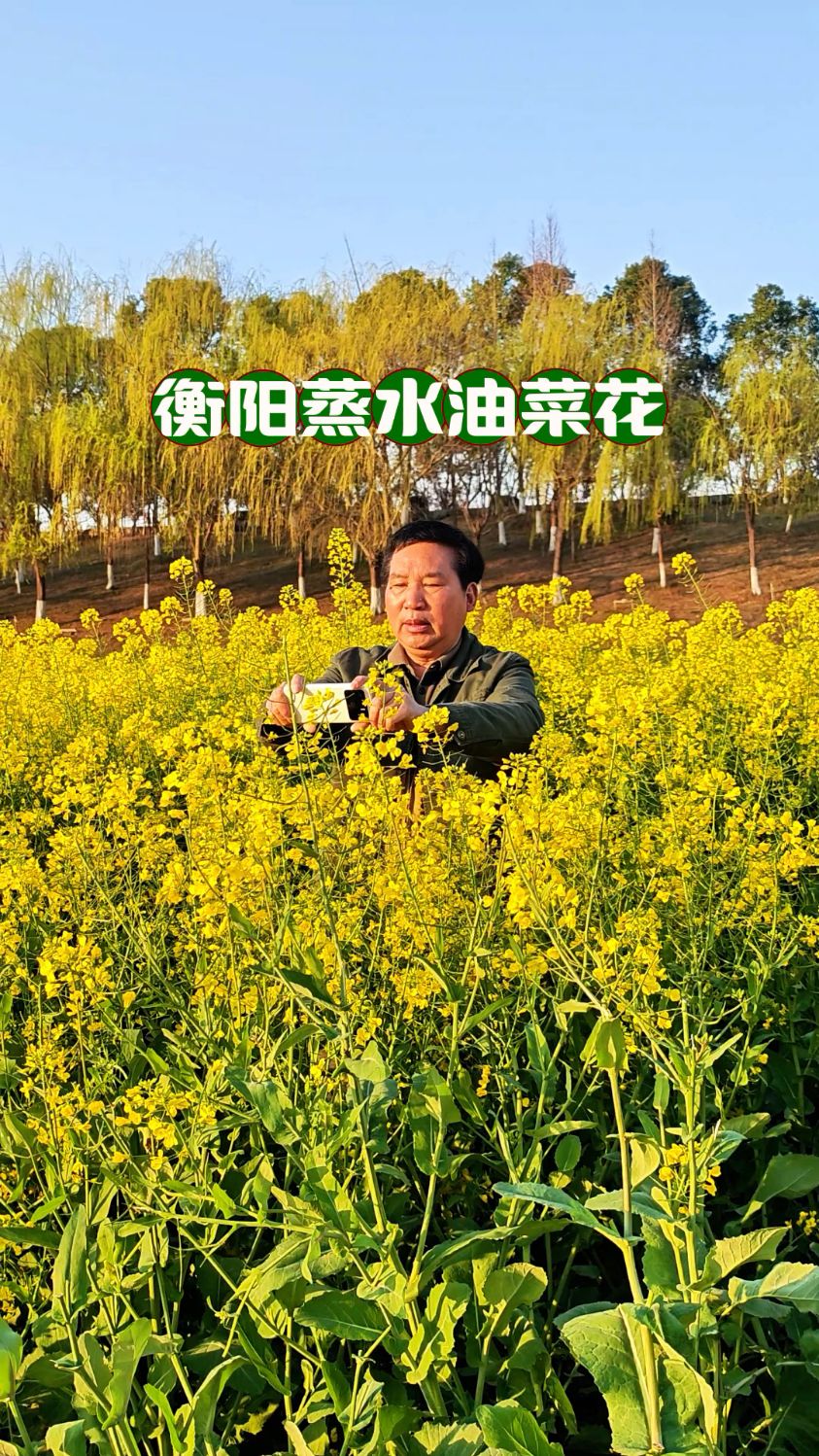哦豁!衡阳蒸水风光带雅士林大桥下的油菜花结籽了,再不来等明年