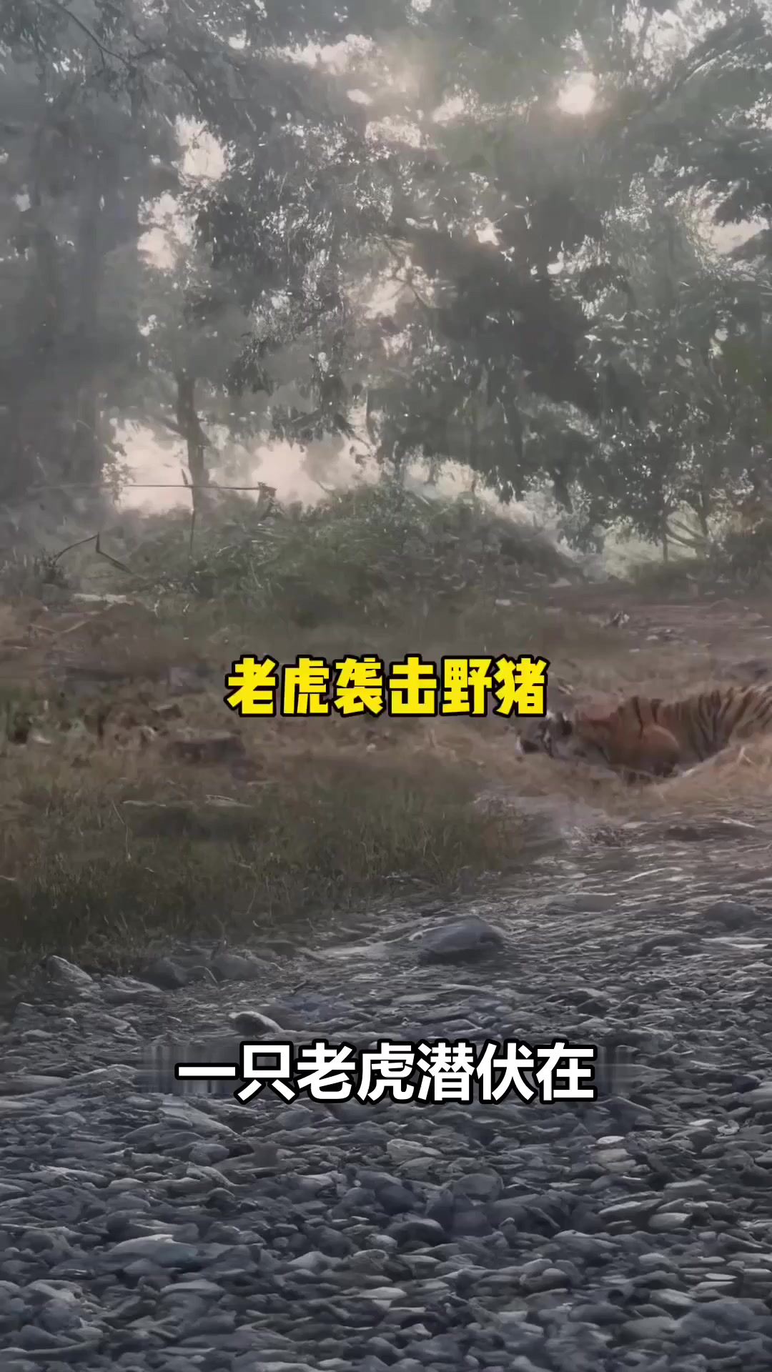 老虎捕食野猪：惊人爆发力与70%肌肉占比的秘密！