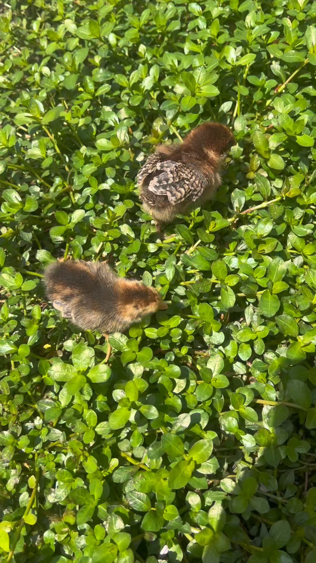 是麻鸡还是芦花鸡？