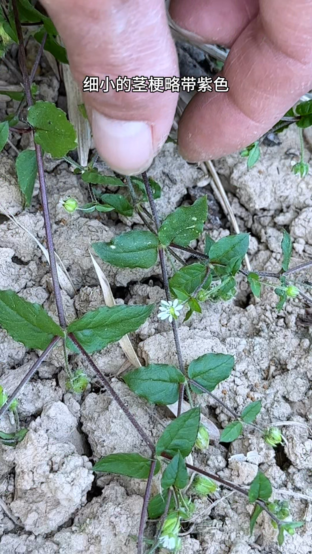 长在菜园边的鹅肠菜,白花细茎,我们农村人经常采摘它