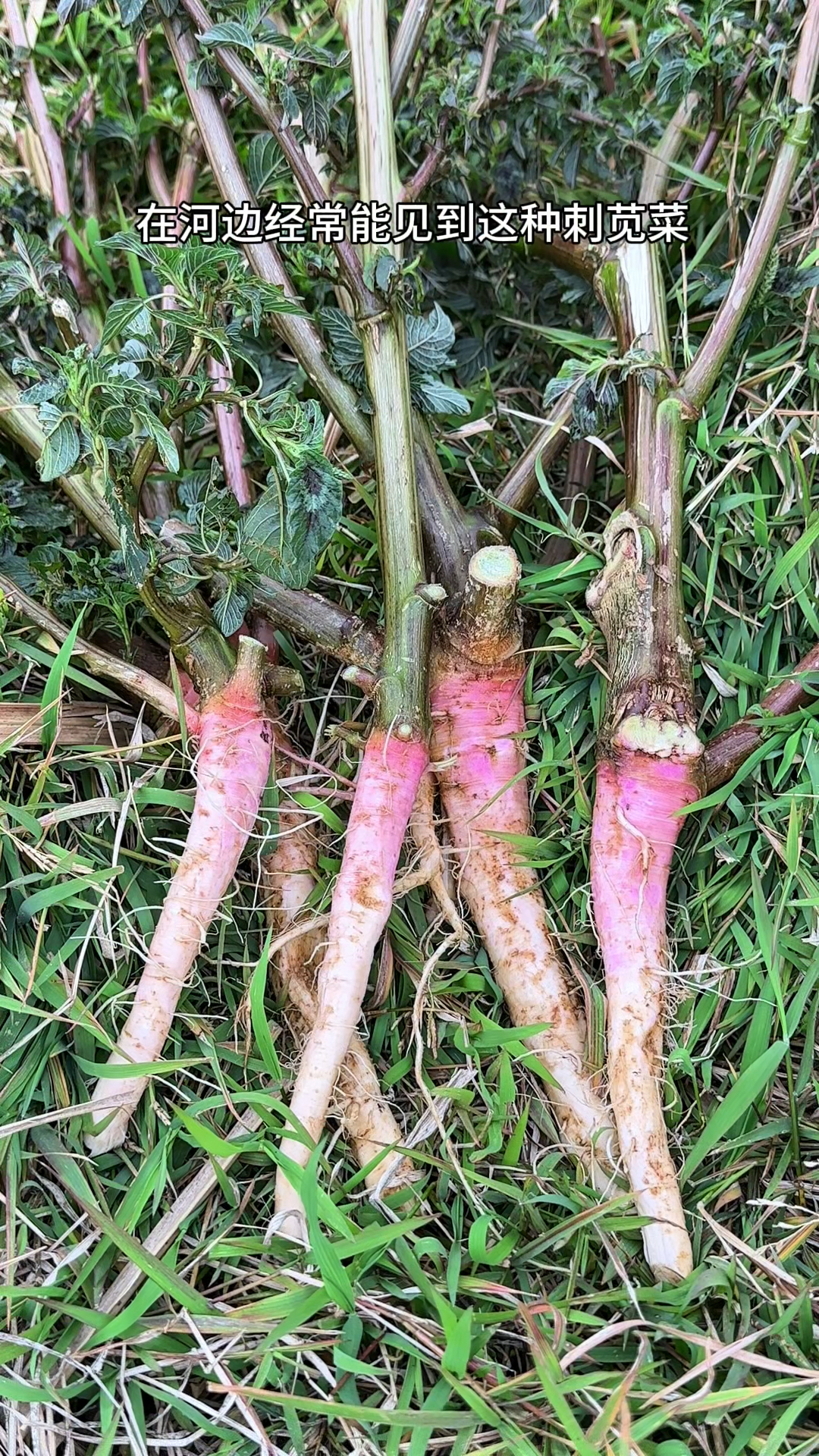 红根苋长着红色块根,又名刺苋菜,根深扎土里,采挖起来很困难