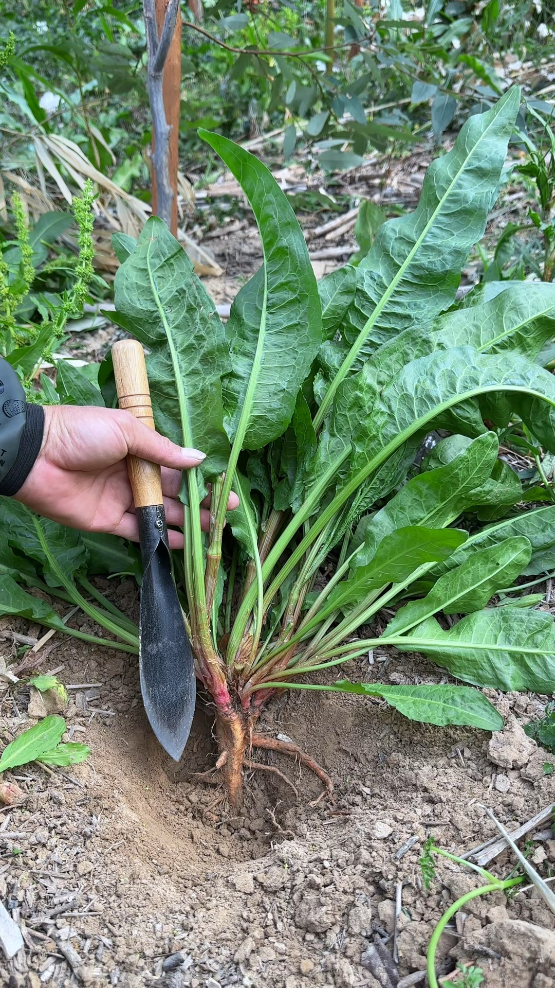 野菠菜也分两种,农村人采挖它,剪去叶子,留下块根