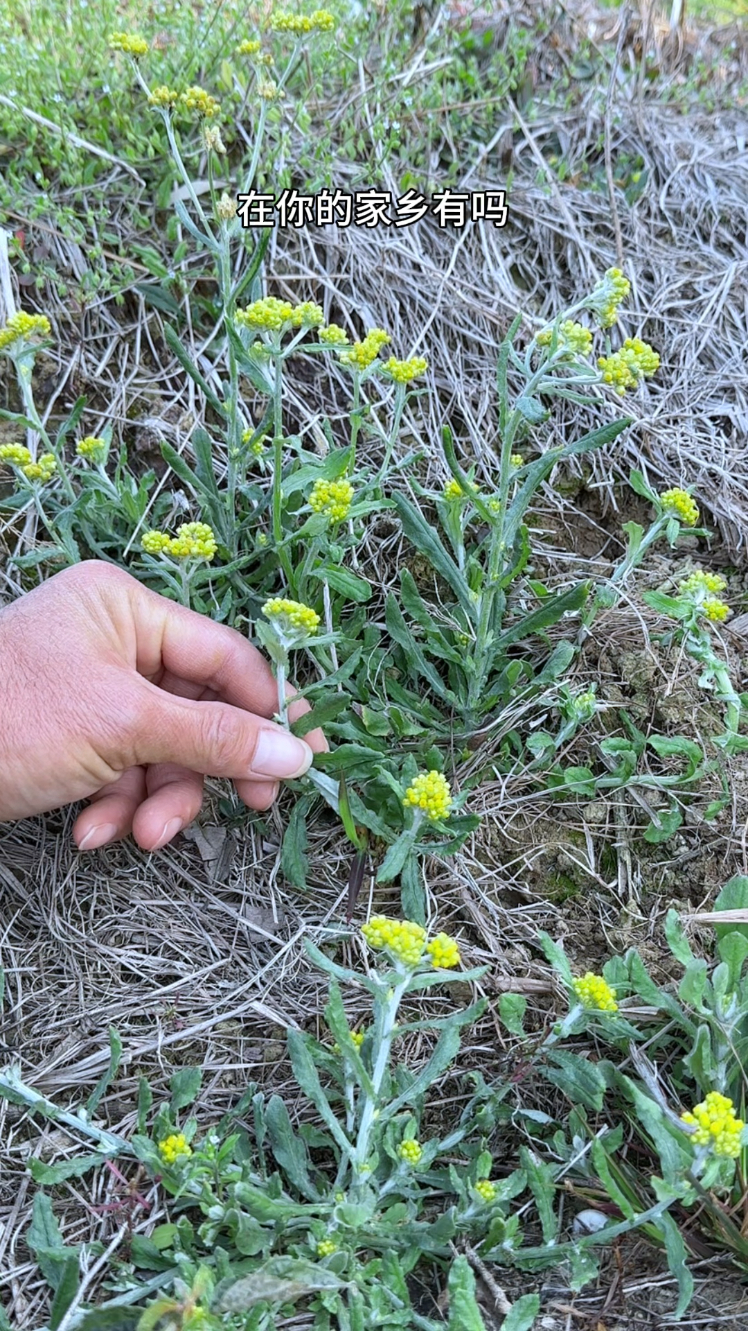 清明菜,开出小黄花,农村人常在清明时节收采它,加工成菜干