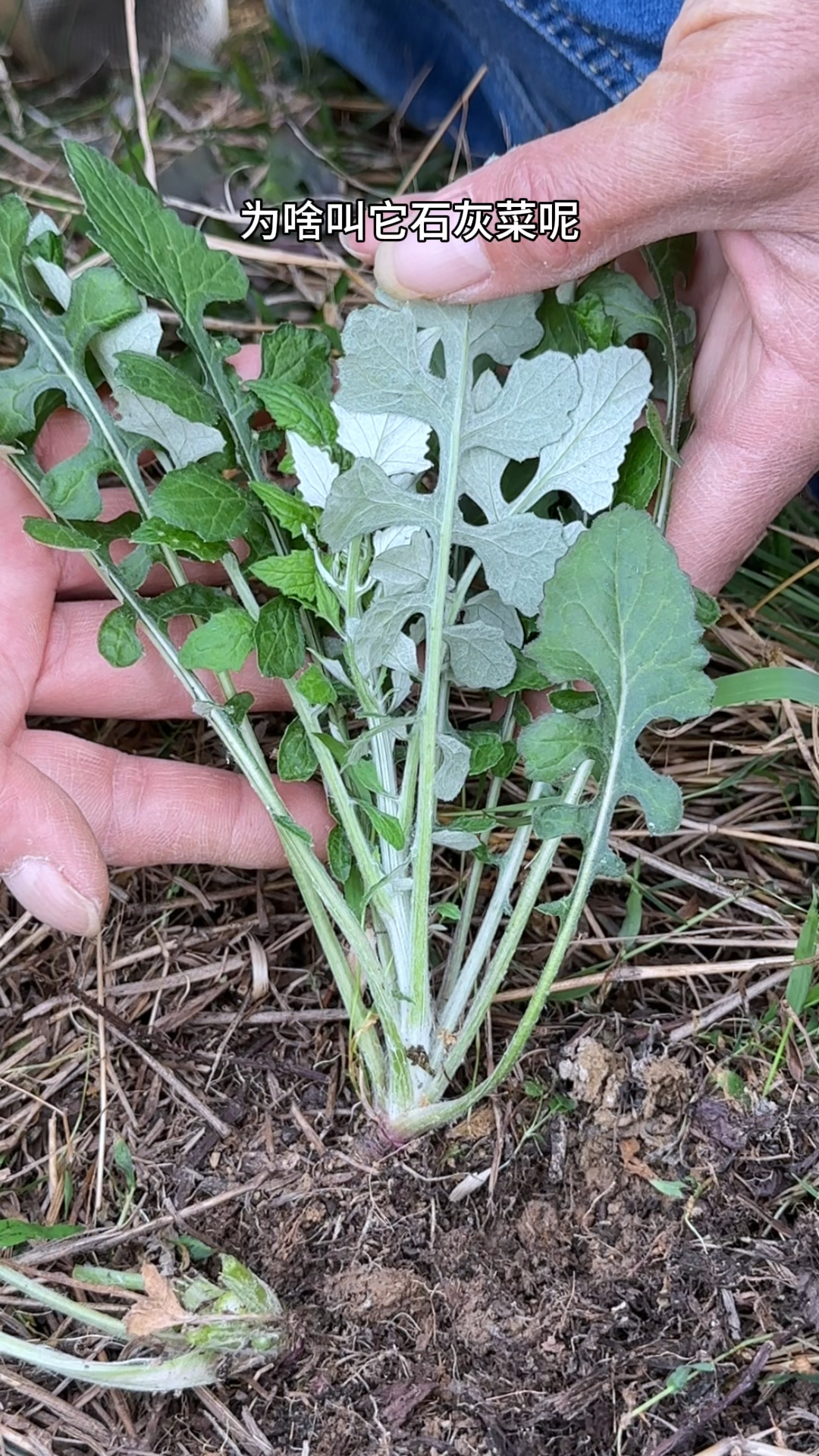 泥胡菜,叶杆有白色绒毛,曾经是饥荒年代拿来充饥的野菜