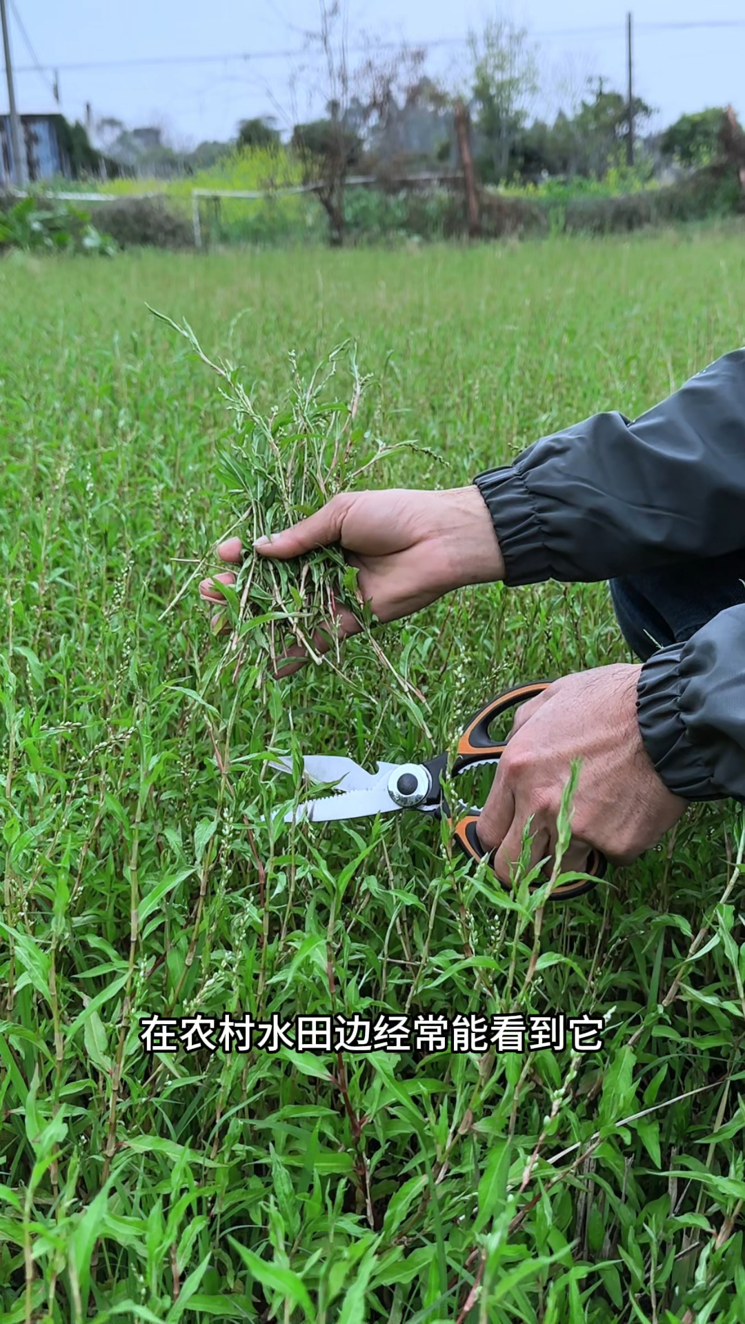 见过辣蓼草吗?又名醉鱼草,叶茎有浓辣气味,常生长在农村水田边