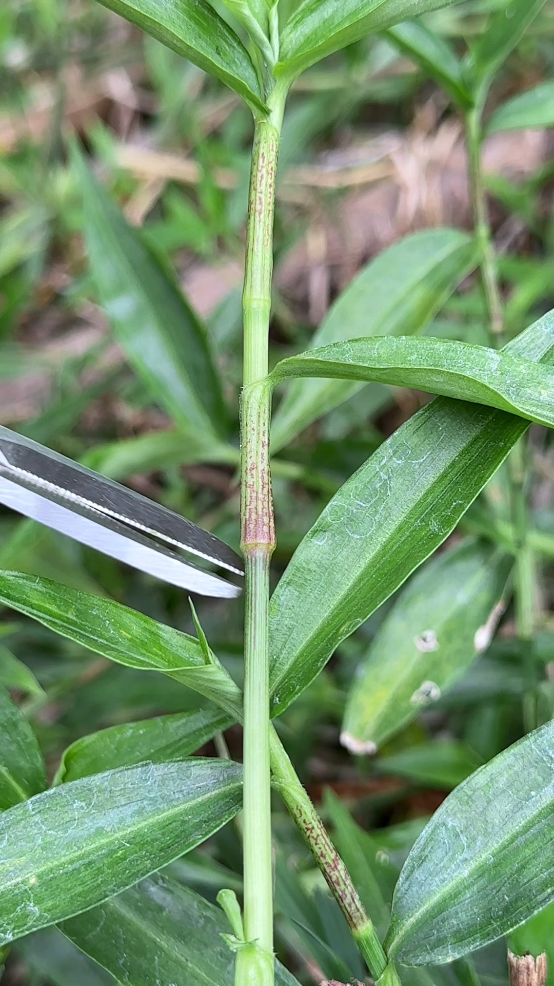 见过竹叶菜吗?有红色和绿色两种茎杆,在农村水坑边常见到它