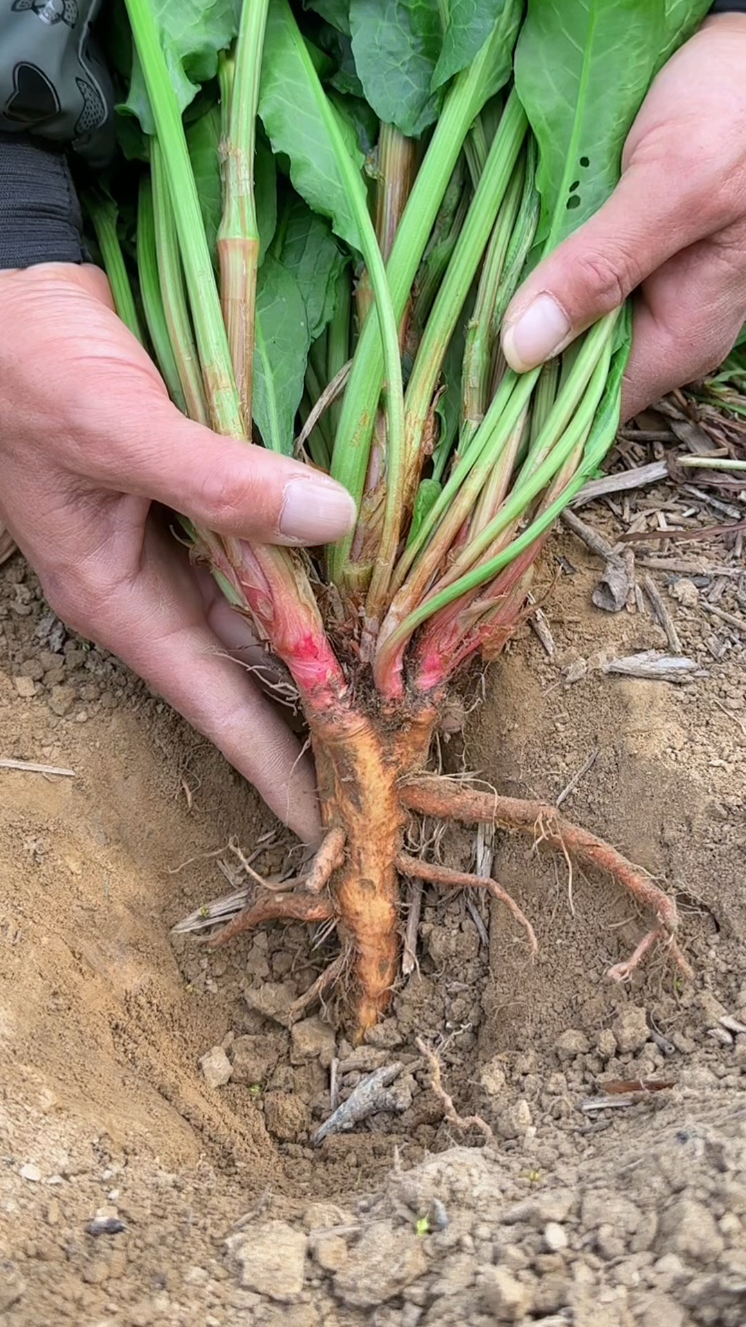 农村人在水坑边采收野菠菜,又称牛舌菜,它有酸酸的气味