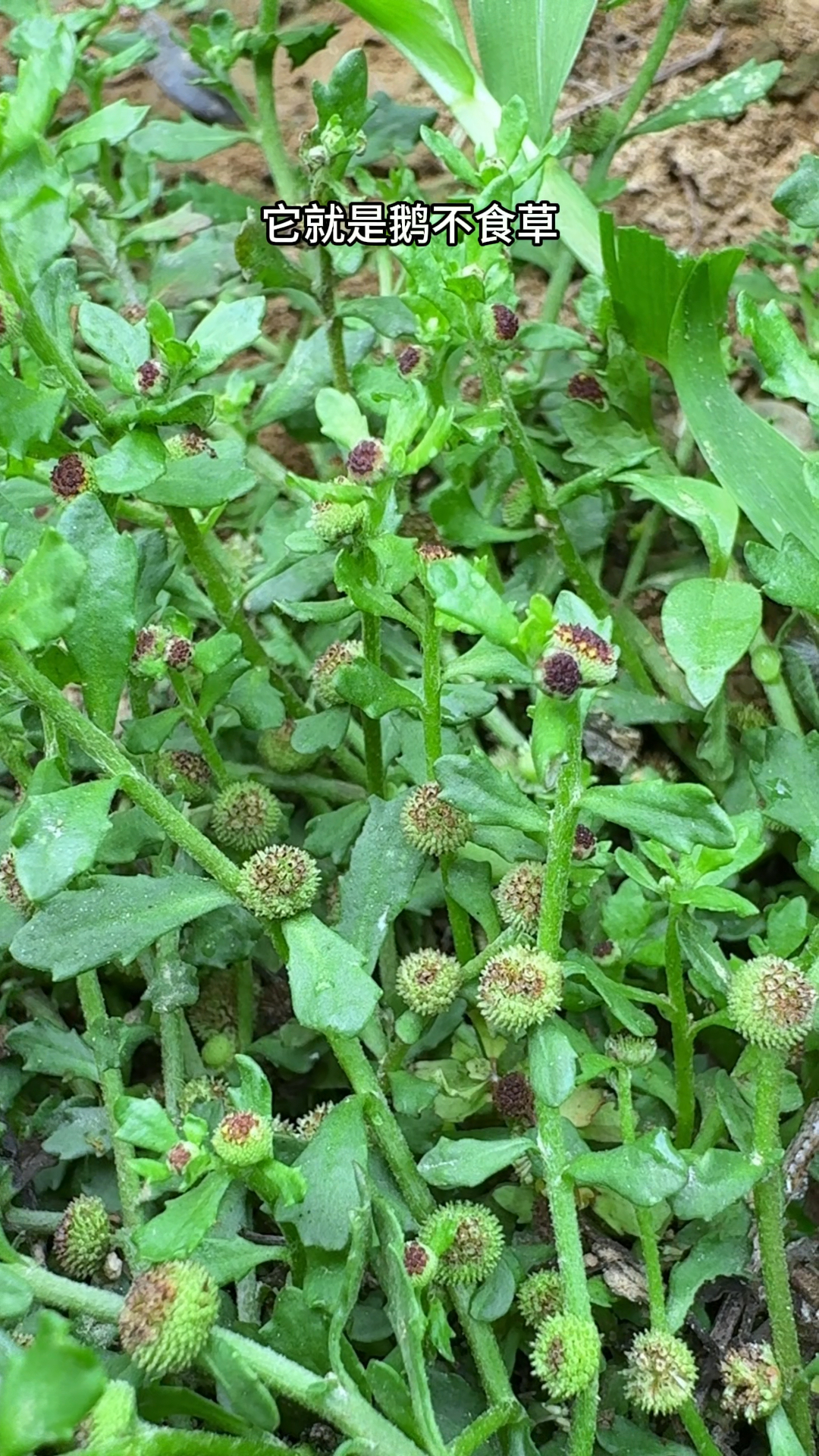 农村人采收田边的鹅不食草,你认识吗?它是加工动物饲料的原材料
