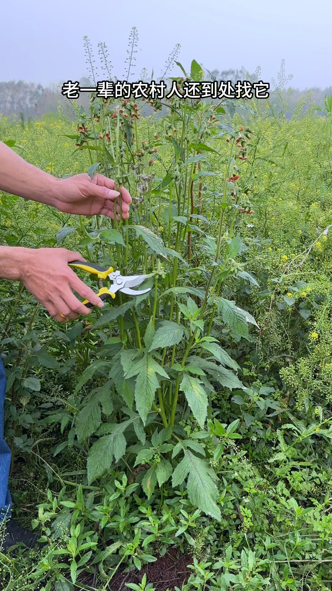 农村人采收地里的野茼蒿,你认识这种野菜吗