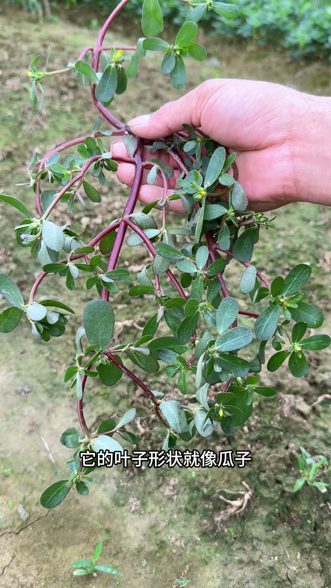 瓜子菜,农村人在它开花时采收,摘去老叶和黄叶,可以加工菜干